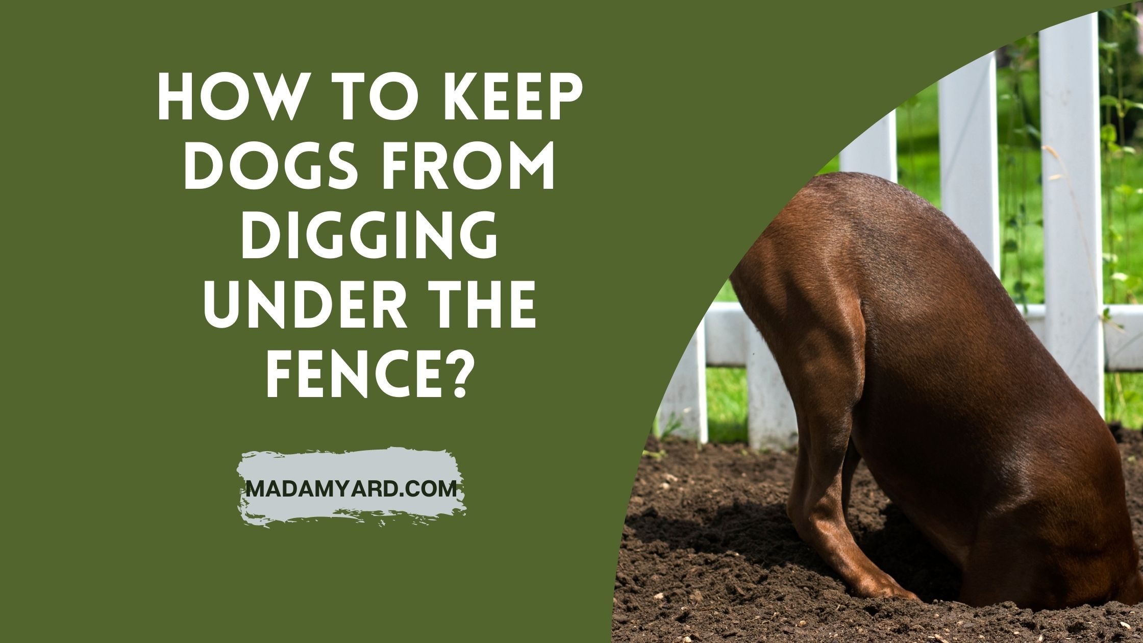 How to Stop Dogs From Digging Under Your Fence - Paramount Fence