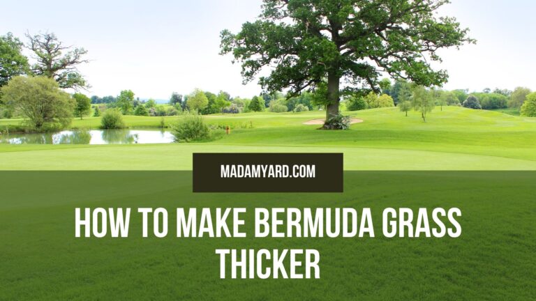 How To Make Bermuda Grass Thicker?
