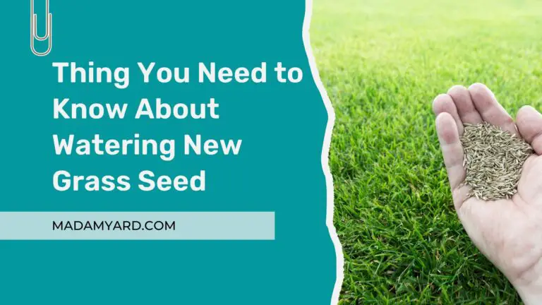 Thing You Need to Know About Watering New Grass Seed