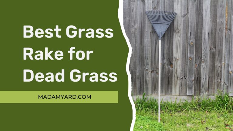 5 Best Grass Rake for Dead Grass (2022)