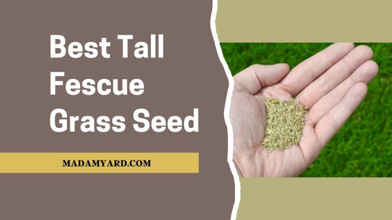 Best Tall Fescue Grass Seed For Your Lawn (2022)