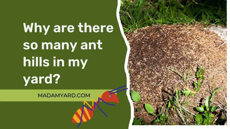 Why Are There So Many Ant Hills In My Yard? (How To Get Rid Of Ant Hills?)