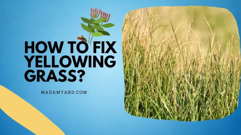 How To Fix Yellowing Grass? (Fast & Easy Tips)