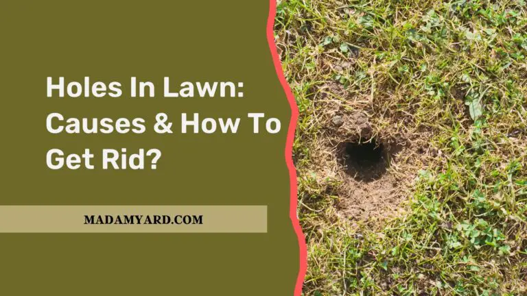 Holes In Lawn: Causes & How To Get Rid?