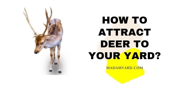 How To Attract Deer To Your Yard?
