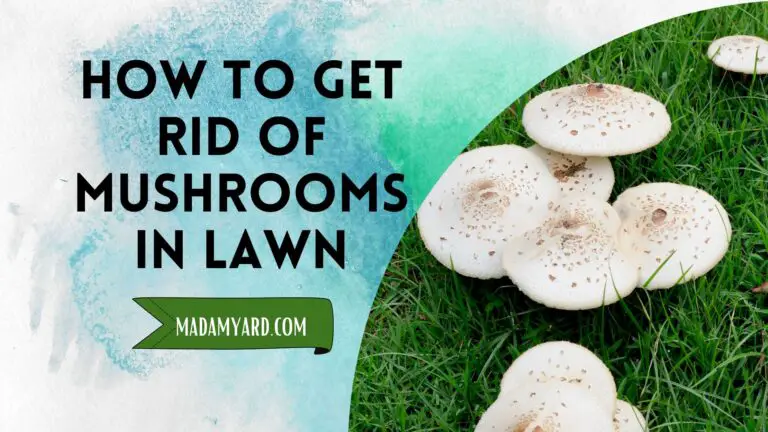 How To Get Rid Of Mushrooms In The Lawn?