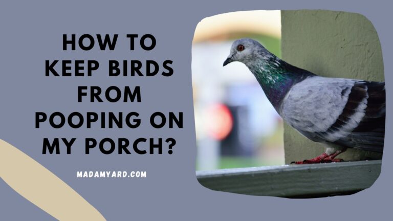 How To Keep Birds From Pooping On My Porch?