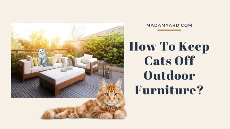 How To Keep Cats Off Outdoor Furniture?