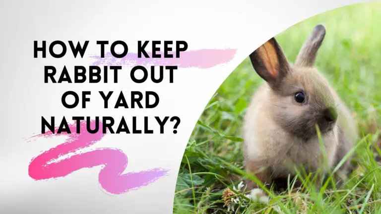 How To Keep Rabbits Out Of Yard Naturally?