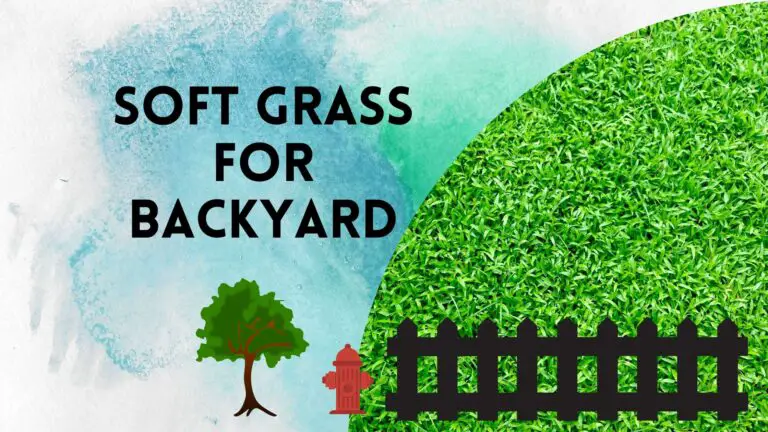 Soft Grass For Backyard (Best Grass For Bare Feet)