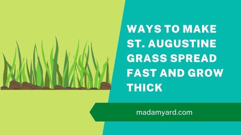 How To Make St. Augustine Grass Spread Quickly And Grow Thick?
