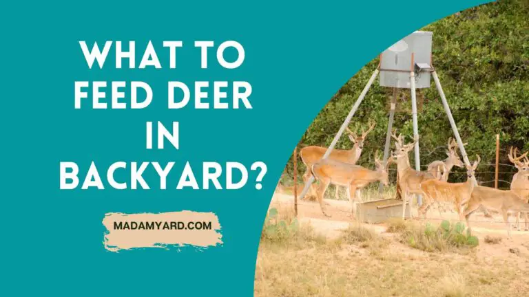 What To Feed Deer In Backyard?