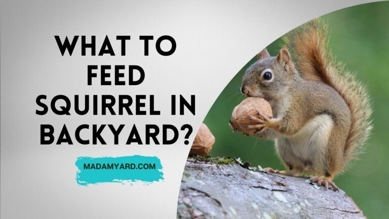 What to Feed Squirrel in Backyard? (What Do Squirrels Like To Eat)