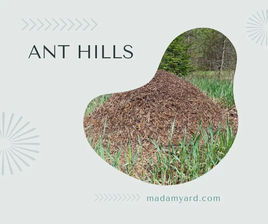 Why Are There So Many Ant Hills In My Yard