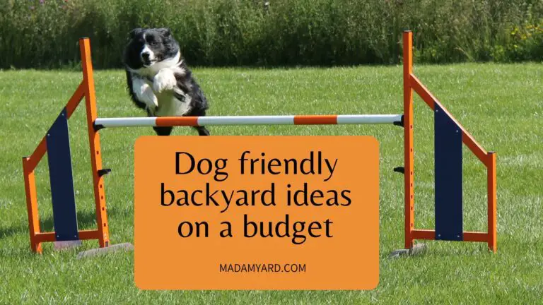 10 Dog Friendly Backyard Ideas On A Budget