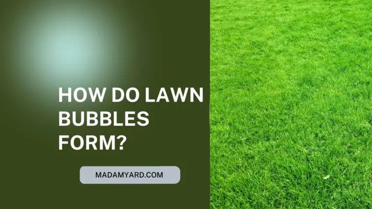 How Do Lawn Bubbles Form? (How to Get Rid Of Them?)