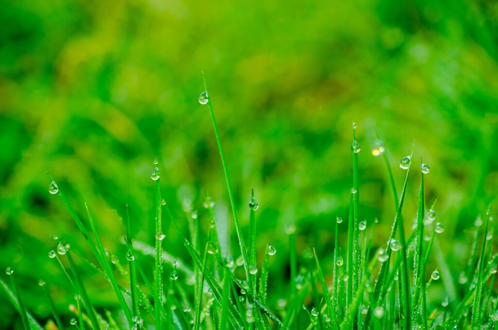 how to get rid of lawn bubble