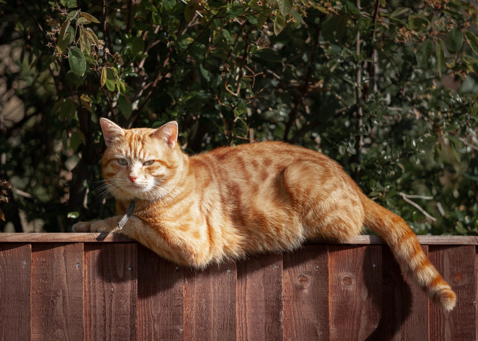 How To Keep Cat From Jumping Fence? - MadamYard