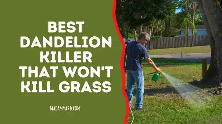 Best Dandelion Killer That Won’t Kill Grass (2022)