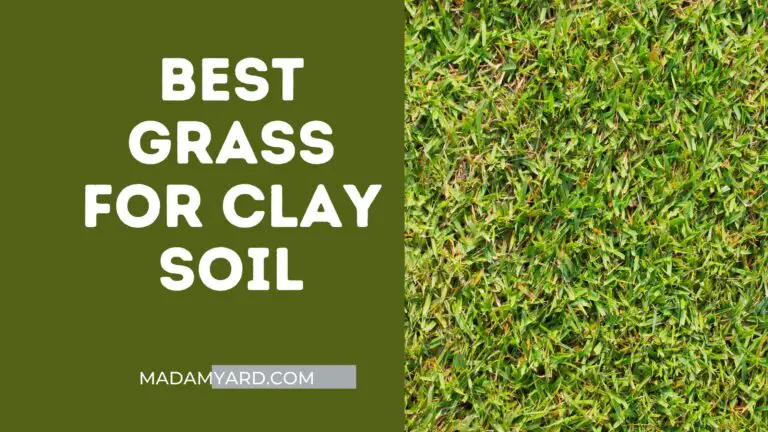 What Is The Best Grass For Clay Soil?