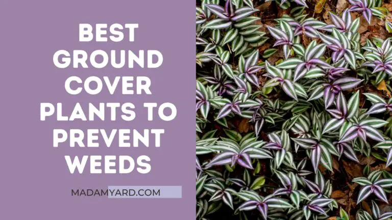 Best Ground Cover Plants To Prevent Weeds