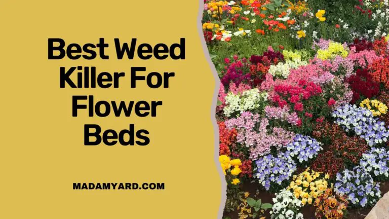 Best Weed Killer For Flower Beds (2022)