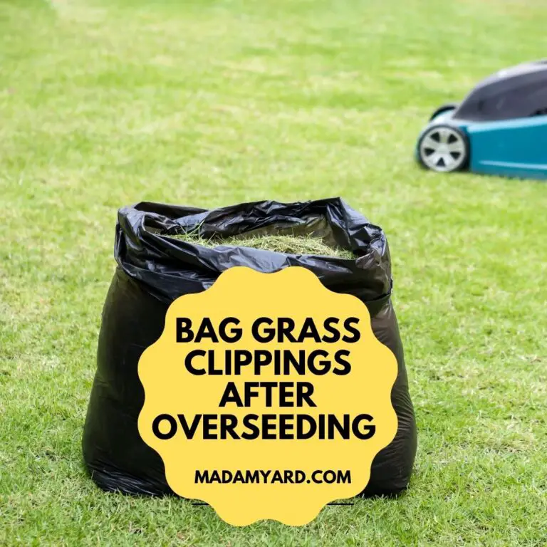 Should I Bag My Grass Clippings After Overseeding?