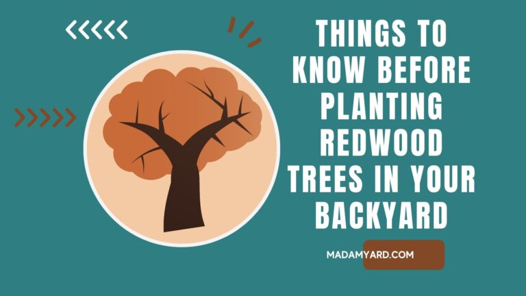 Things to Know Before Planting Redwood Trees in Backyard
