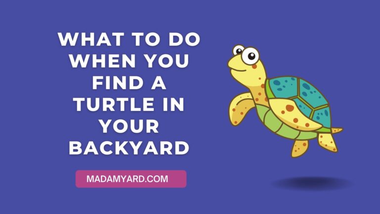 What To Do When You Find A Turtle In Your Backyard?