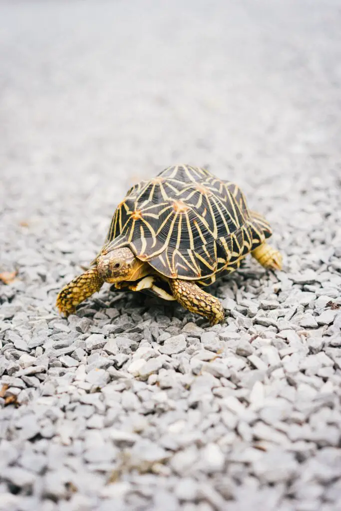 What To Do When You Find A Turtle In Your Backyard