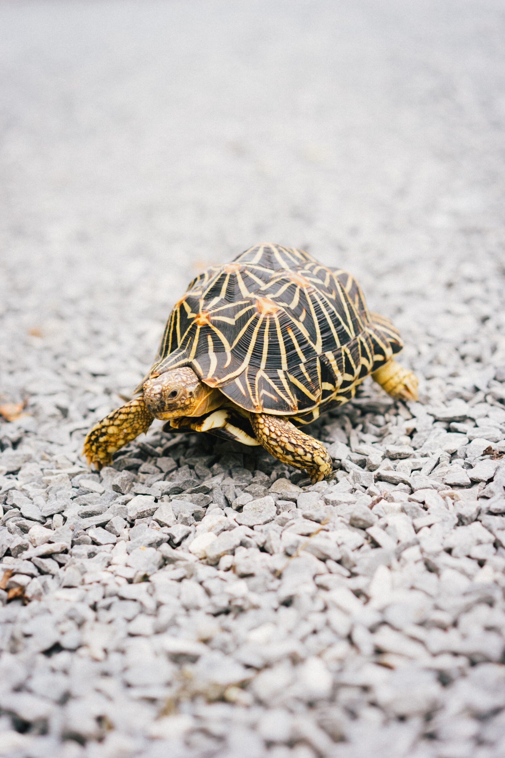 What To Do When You Find A Turtle In Your Backyard 