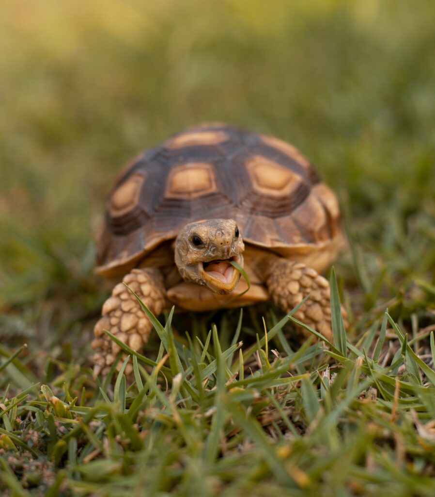 What To Do When You Find A Turtle In Your Backyard
