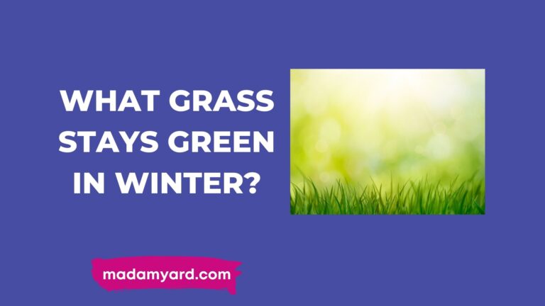 What Grass Stays Green In Winter?