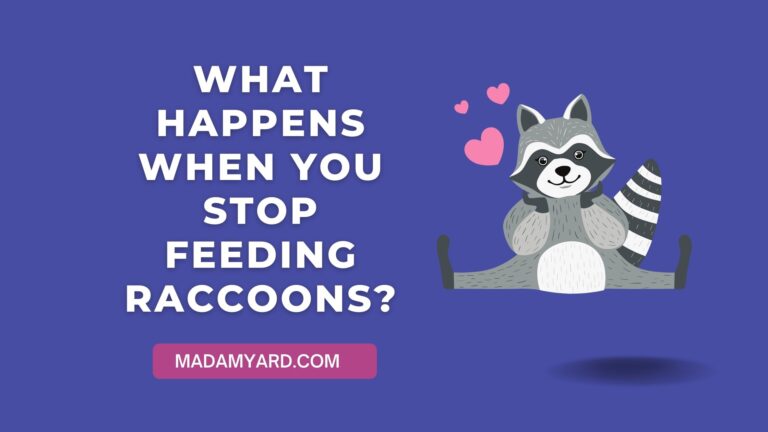 What Happens When You Stop Feeding Raccoons In Your Backyard?