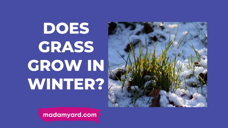 Does Grass Grow In Winter?