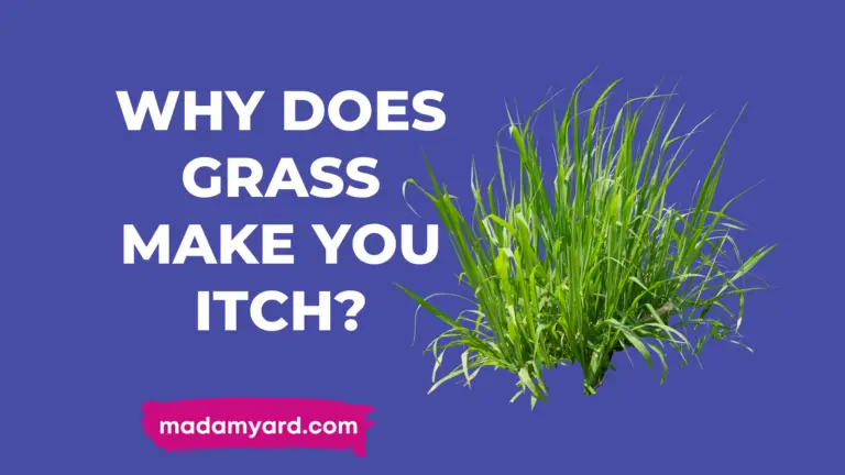 Why Does Grass Make You Itch?