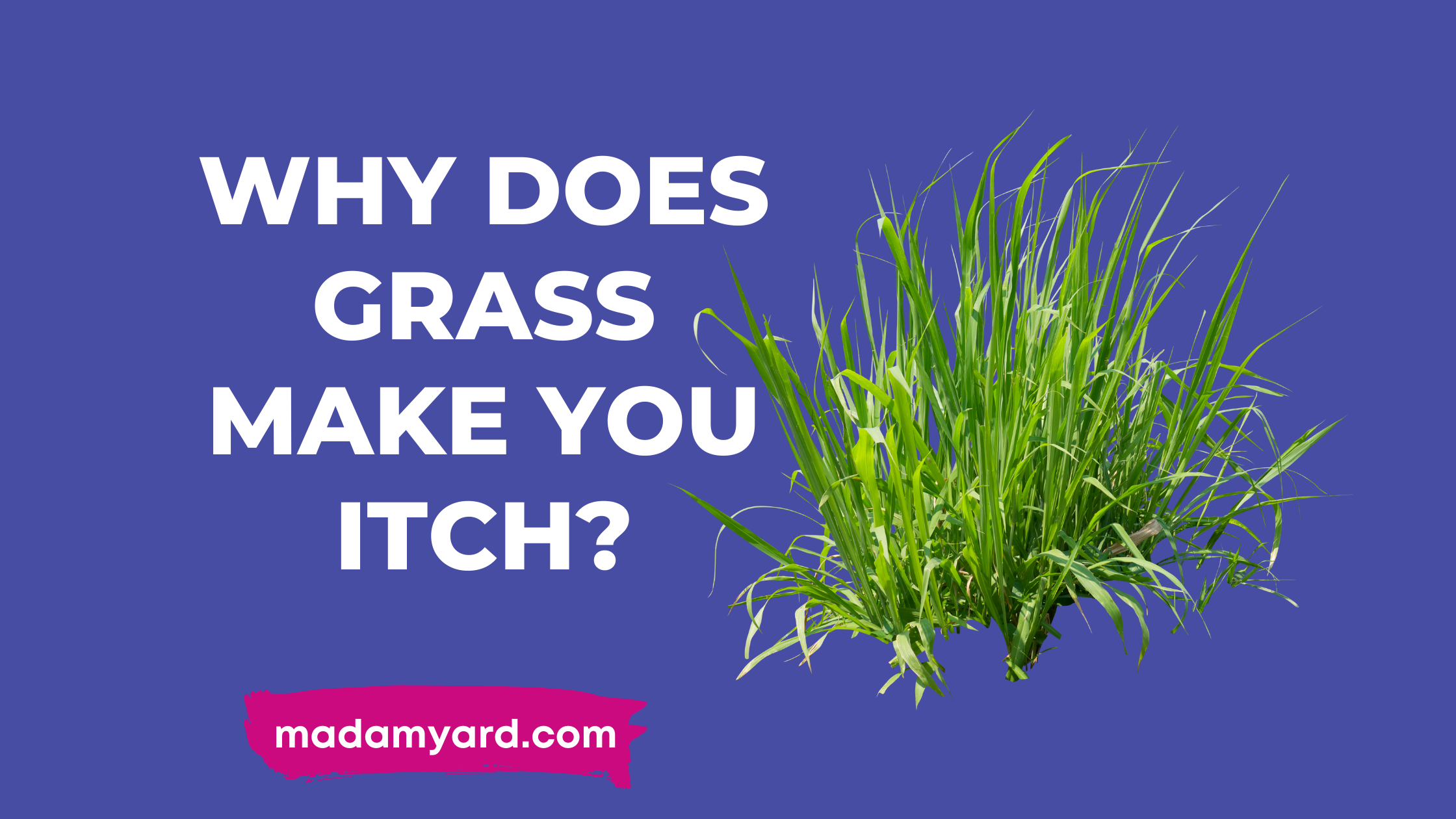 why-does-grass-make-you-itch