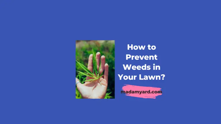 How to Prevent Weeds in Your Lawn: A Comprehensive Guide